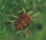 ARAÃA ROJA (PANONYCHUS ULMI KOCH)