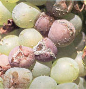 BOTRYTIS CINEREA (PODREDUMBRE GRIS)