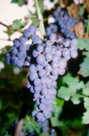 CABERNET FRANC