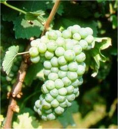 SAUVIGNON BLANC