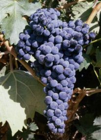 TEMPRANILLO